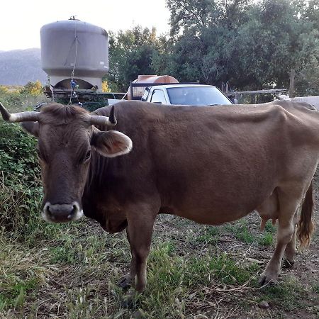 הוילה קאלה גונונה Agriturismo Codula Fuili מראה חיצוני תמונה