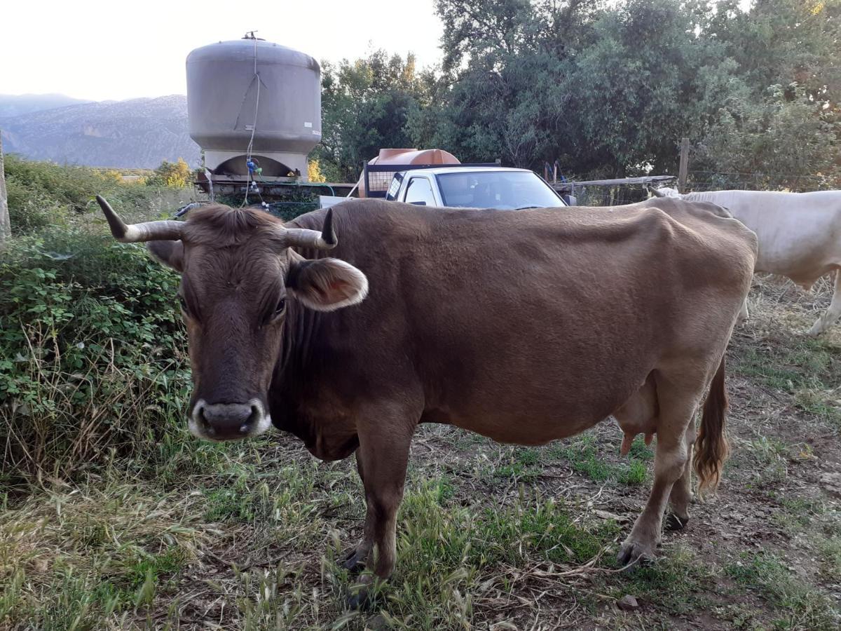 הוילה קאלה גונונה Agriturismo Codula Fuili מראה חיצוני תמונה