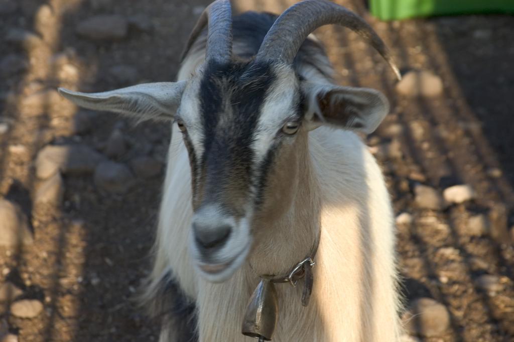 קאלה גונונה Agriturismo Codula Fuili מראה חיצוני תמונה